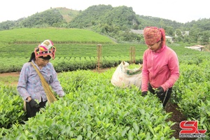 Son La’s fresh bud tea output surpasses 21,700 tonnes