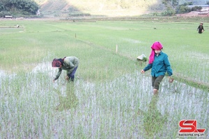 Toàn tỉnh Sơn La gieo cấy 25.666 ha lúa mùa