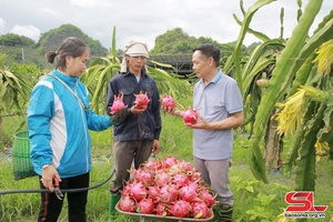 Mai Son district forms high-tech farming areas