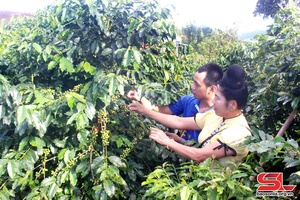 Son La applies high technology in growing more than 1,000 hectares of coffee