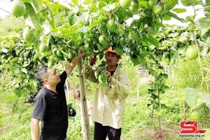 Yellow passion fruit on Moc Chau plateau