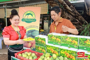 Bringing Yen Chau mango scent afar