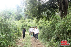 Attention paid to forest protection in Muong La Nature Reserve