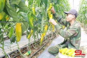 Dong Sang commune promotes production adaptive to climate change