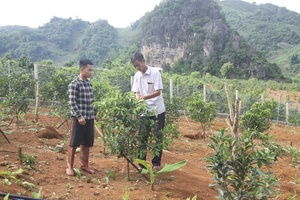 Son La pays attention to developing agricultural cooperatives  