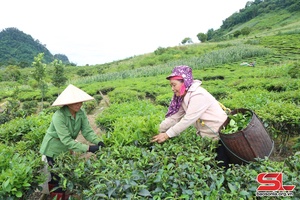 Van Ho maintains intensive farming of over 1,430 hectares of tea