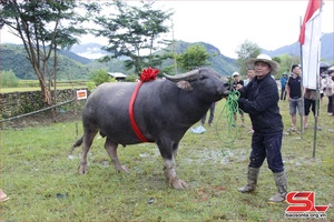 Unique "Buffalo Prince" contest in Ngoc Chien commune