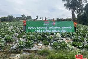 'Sendo Farm livestreams to sell 5 tonnes of cabbage for Son La farmers