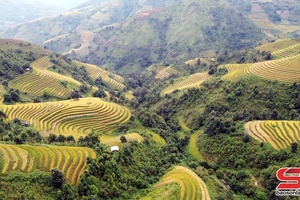 Golden season on Bac Yen highlands