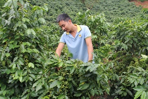 Bich Thao Son La Coffee Cooperative recognised as national outstanding cooperative