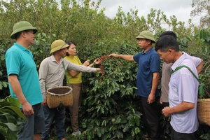 'Green coffee output in Son La estimated at over 35,360 tonnes