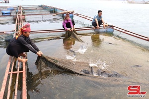 'Son La province boasts 7,100 fish cages