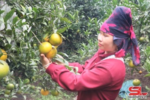 'Sop Cop begins orange harvest season