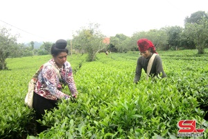 'Tea bud production up 5.7% year-on-year