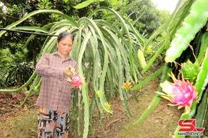 'Son La boasts 288 safe agricultural and aquatic supply chains