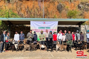 '30 breeding goats presented to poor households in Hong Ngai commune