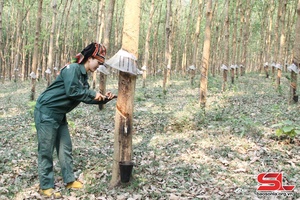 'Nearly 2,800 tonnes of rubber latex collected