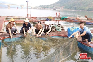 'Son La’s aquaculture production reaches over 8,100 tonnes