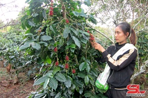 'Son La harvests 8,300 tonnes of coffee cherries