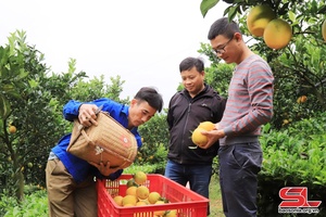 'Moc Chau develops agritourism