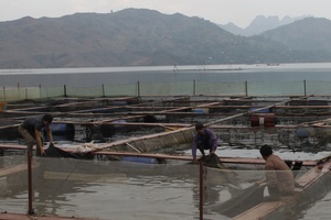 Son La sees increased aquaculture and fishing outputs