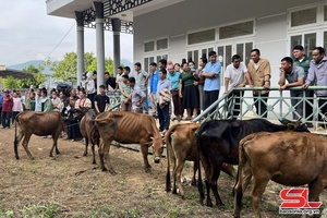 Breeding cows given to 67 households in Chieng Ngam commune