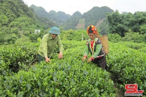 'Son La’s fresh tea bud output reaches nearly 55,000 tonnes