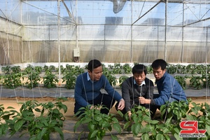 'High-tech vegetable, fruit farming models promoted 