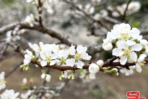 Plum blossom season in full bloom in Chieng Co