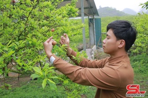 'Moc Chau works towards bumper plum harvest