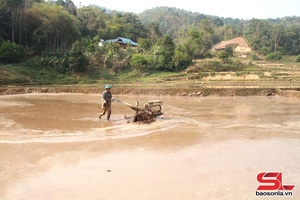 'Quynh Nhai cultivates 700 hectares of rice in spring crop