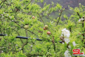 'Off-season plums in Moc Chau