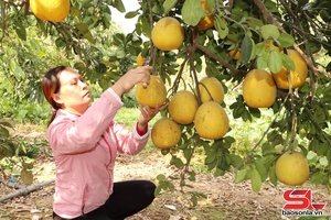 'Phổng dệt dượn hay na cốc kén khòng tỉnh