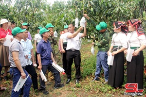 '  Yên Châu púc chuân xủ túi cuồm mák muông pì 2025