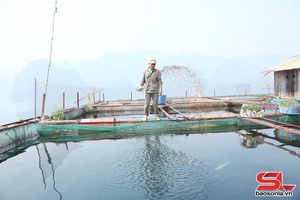'Son La province’s aquatic output surpasses 3,000 tonnes