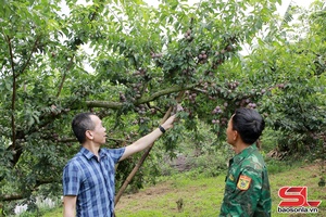 'Son La province builds value chains in production, product sale