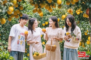 'Moc Chau develops fruit trees linked to tourism 
