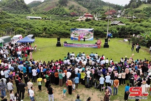 'First Phieng Khoai Plum Harvest Festival held