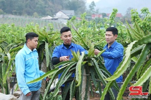'Son La city boasts over 4,000 hectares of fruit trees