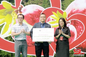 Plum Picking Festival held in Moc Chau plateau