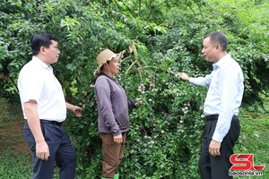 Vice Chairman of provincial People’s Committee inspects plum sale in Yen Chau