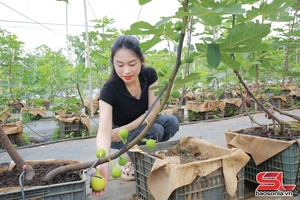 'New crops reshape Moc Chau agriculture