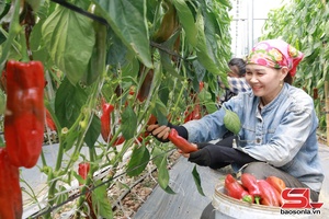 Lựa cốc phốc đìn