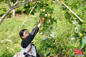 'Pear cultivation thrives in Ta Xua highlands