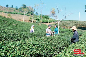 'Tsưx truôx 24 kror qơư muôs kông lông, tsiax hur