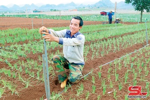 'Co Noi commune plants over 500 hectares of crops
