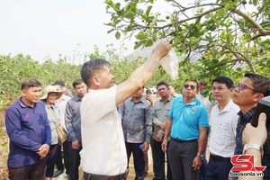 'Son La boosts agricultural cooperation with Lao provinces