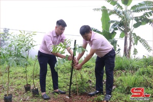 'Tree planting campaign launched