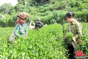 ' Lang đì che nhọt đíp cựt đảy 16.750 tấn