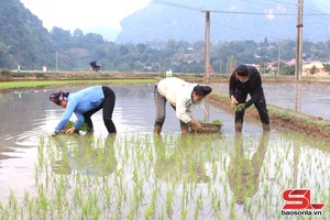 'Son La’s localities begin new rice crop